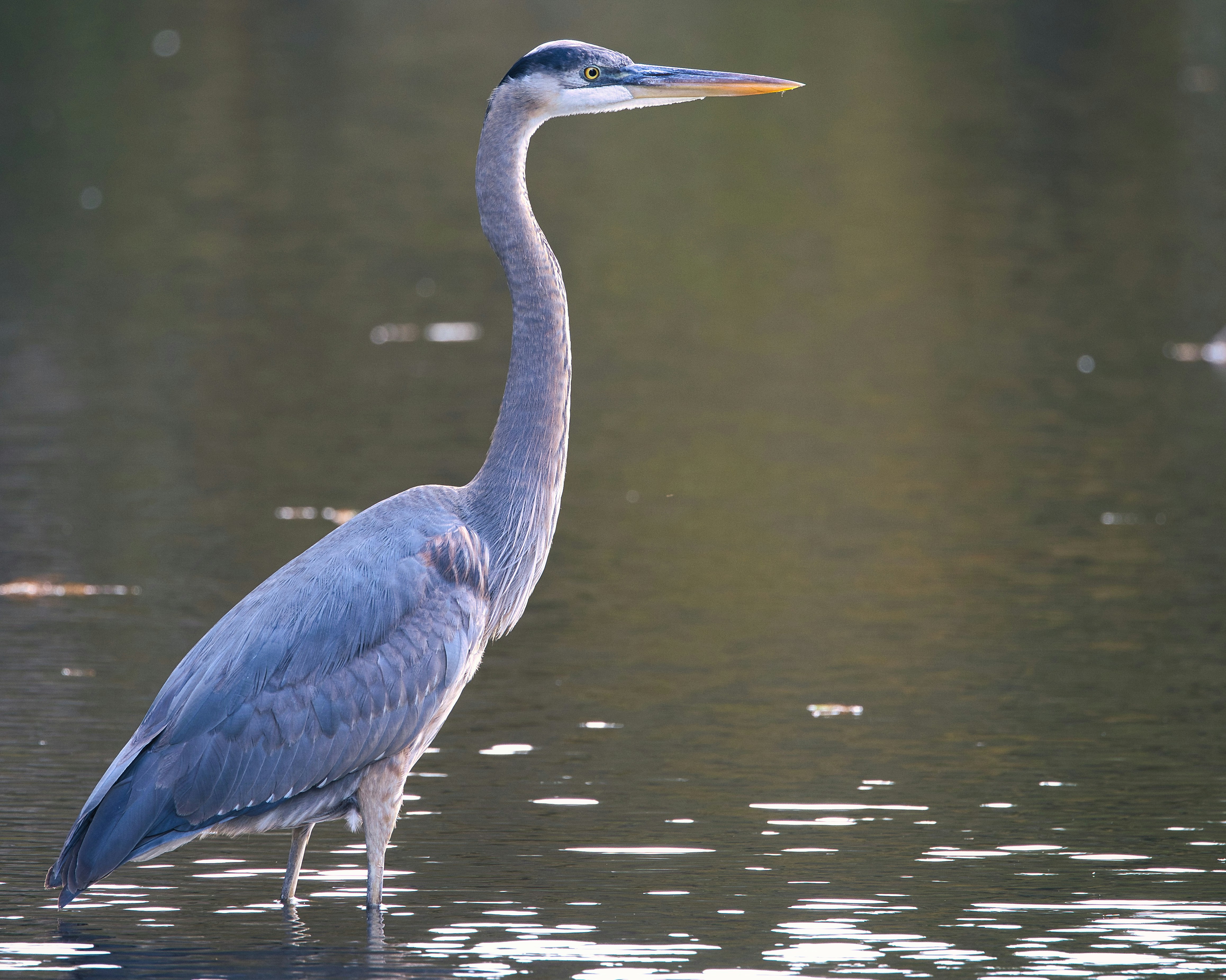 Photo by thephotochad