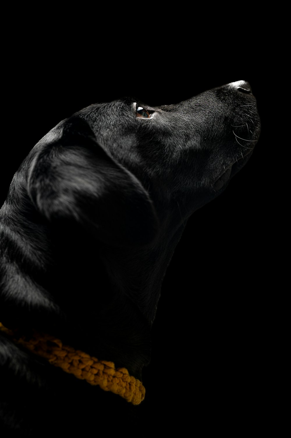 a black dog with a yellow collar looking up