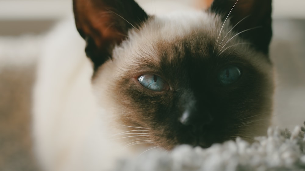 a close up of a cat with blue eyes