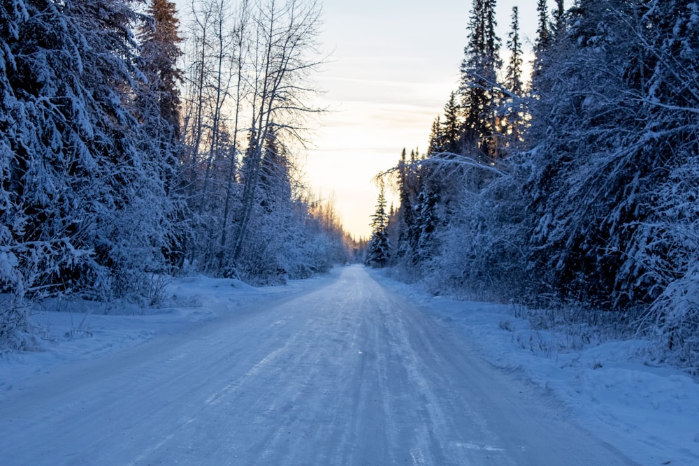 a snow covered road in the middle of a forest