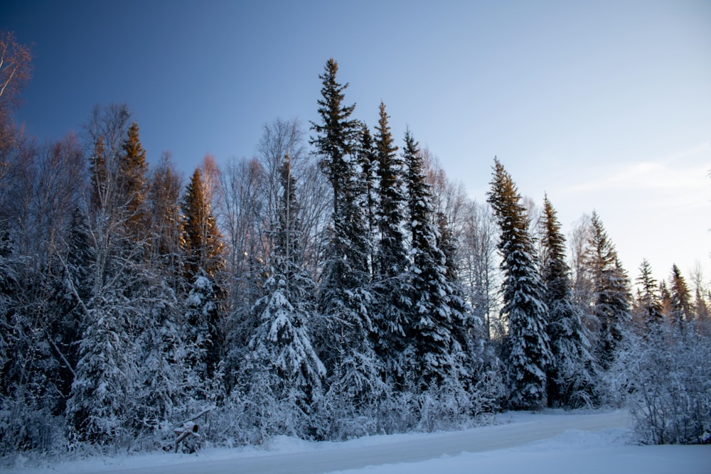 a group of pine trees covered in snow