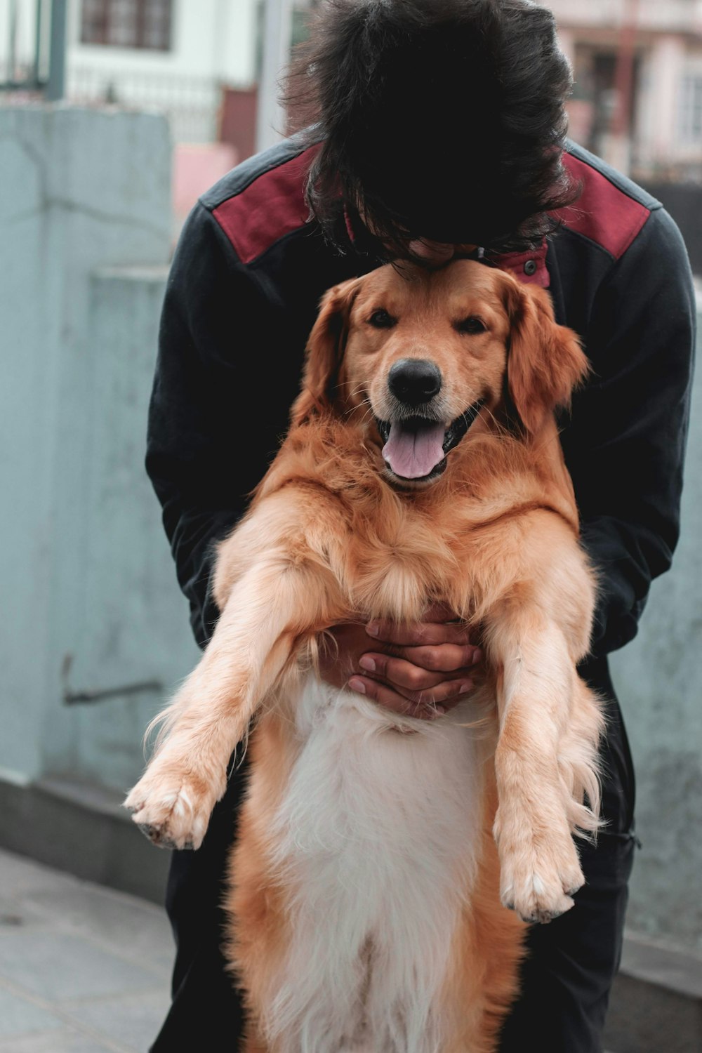 a man holding a large brown and white dog