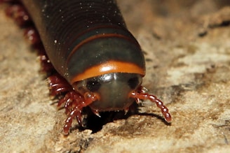 A close-up view of a millipede on a textured surface. The millipede is facing the camera, showcasing its segmented body and numerous legs. Its body is primarily dark with orange and reddish brown hues.