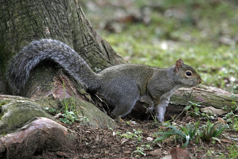 a squirrel is standing next to a tree