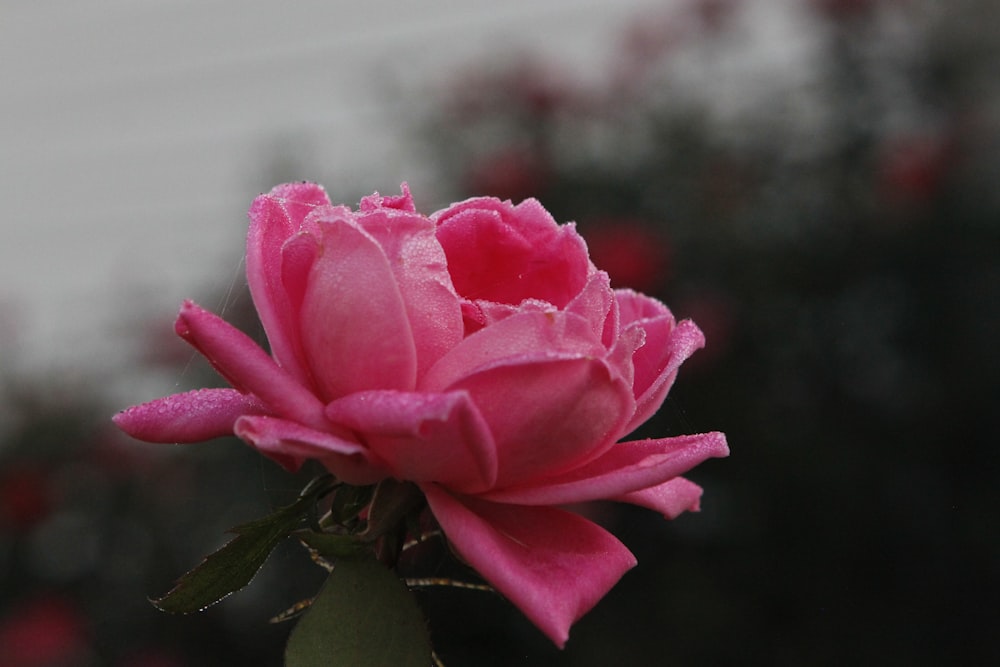 a pink flower with water droplets on it