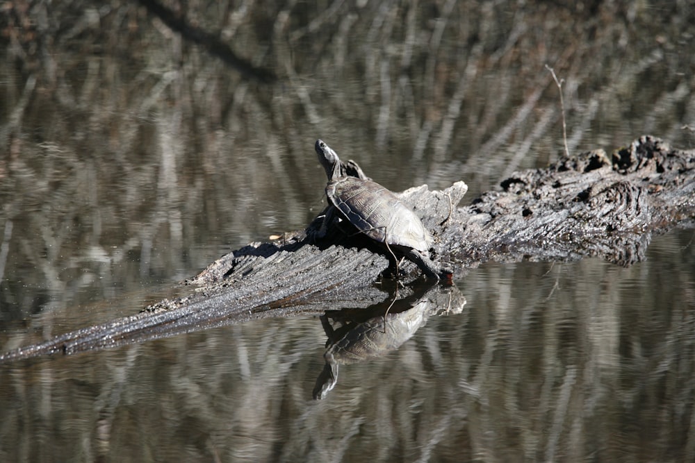 un uccello seduto in cima a un tronco nell'acqua