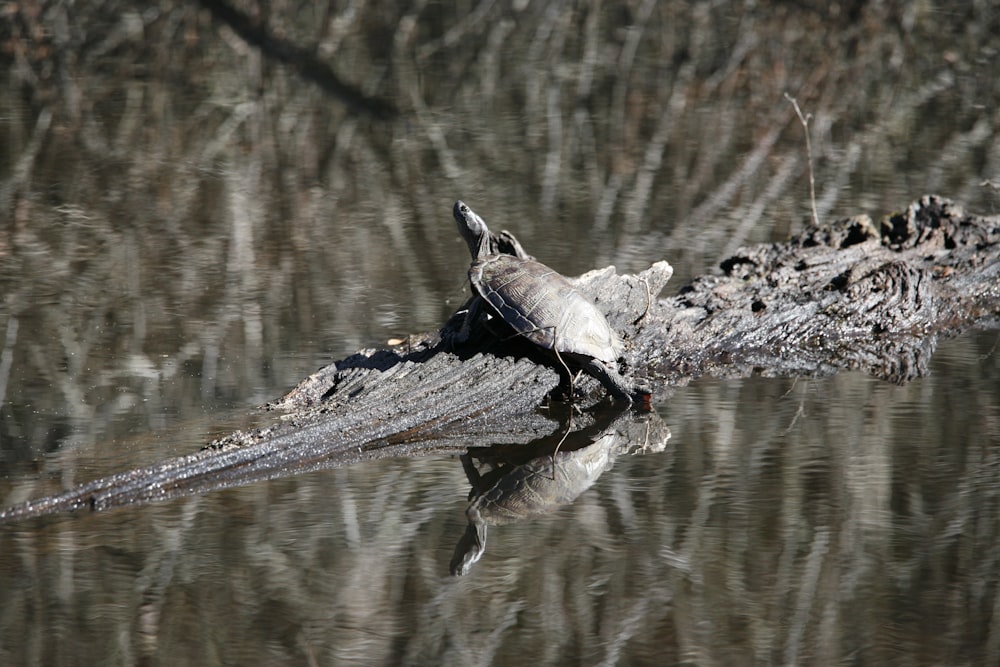 a bird sitting on top of a log in the water