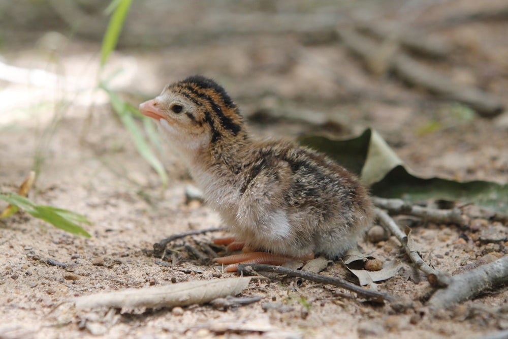 a small bird is standing on the ground