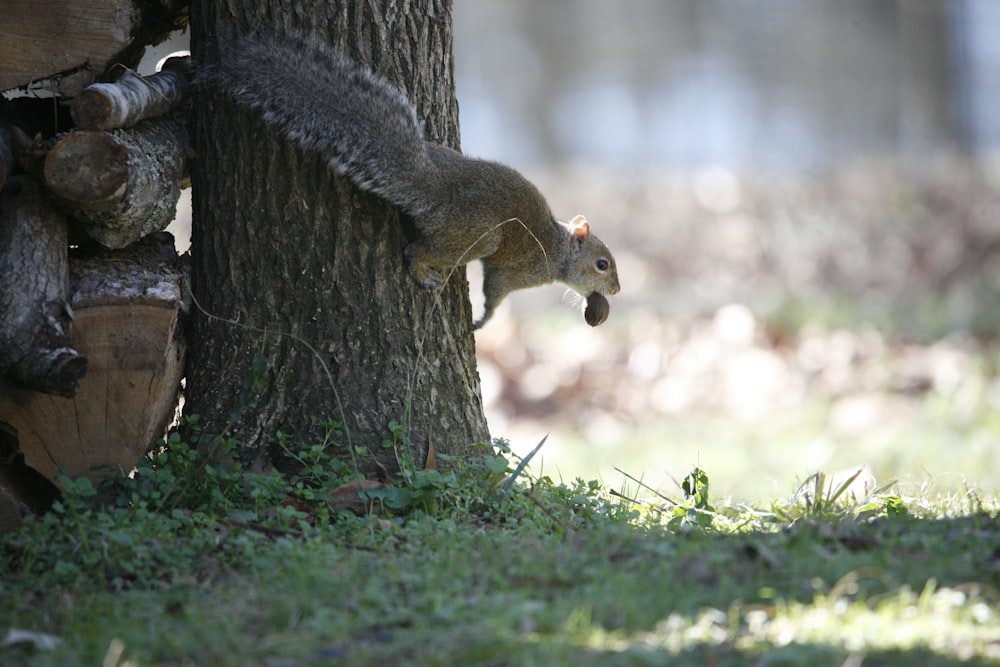 a squirrel climbing up the side of a tree