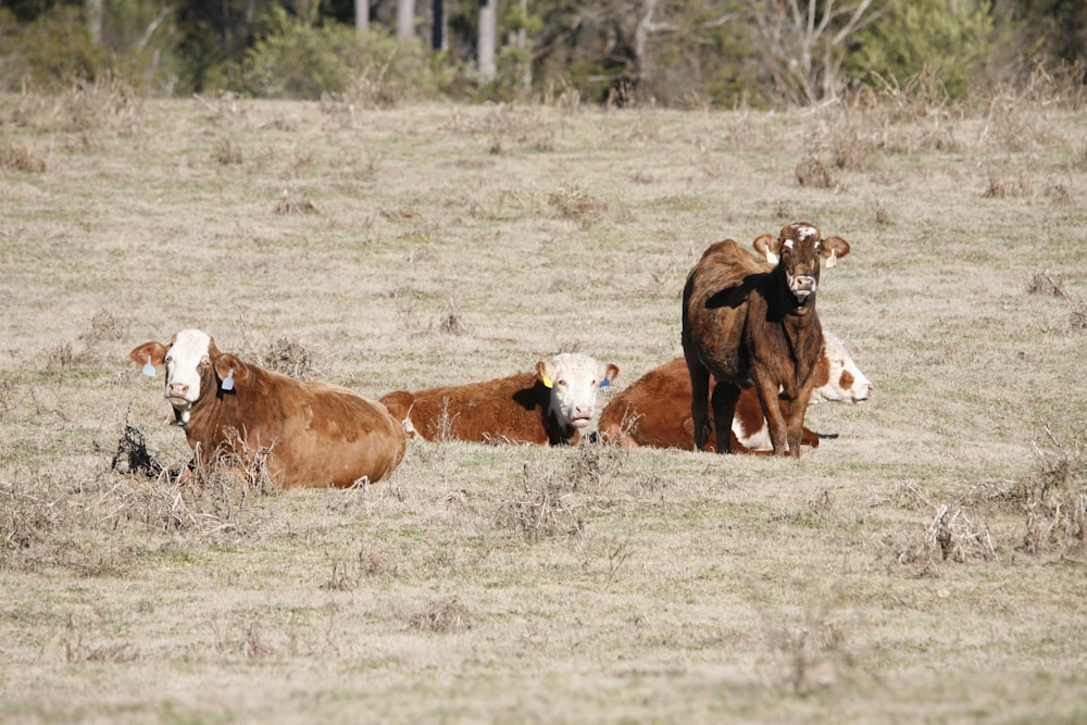 three cows laying down in a field with trees in the background