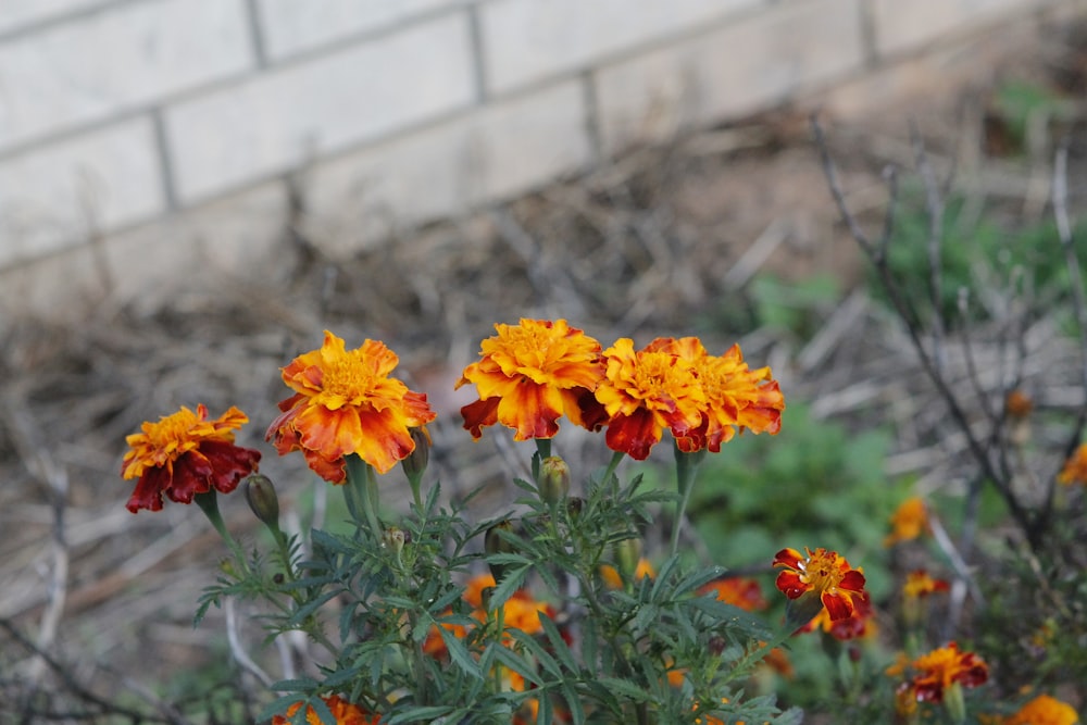 a group of orange and red flowers next to a brick wall