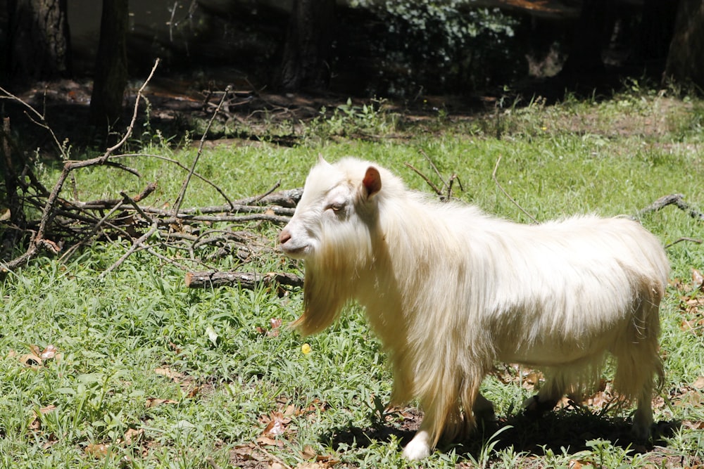 a white goat standing on top of a lush green field