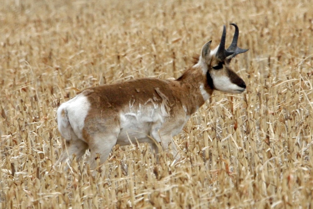 an antelope standing in a field of wheat