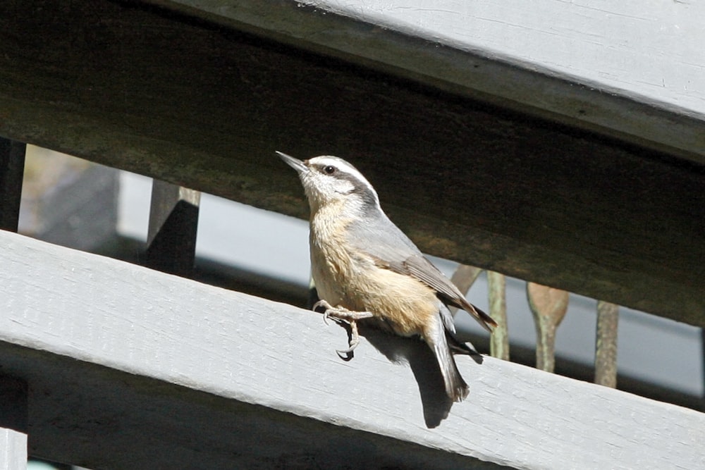 a small bird perched on a wooden rail
