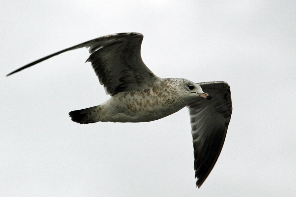 a seagull flying in the sky with its wings spread