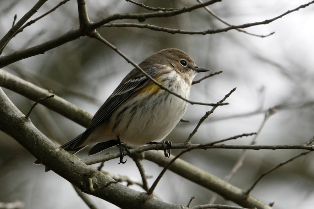 a small bird perched on a tree branch