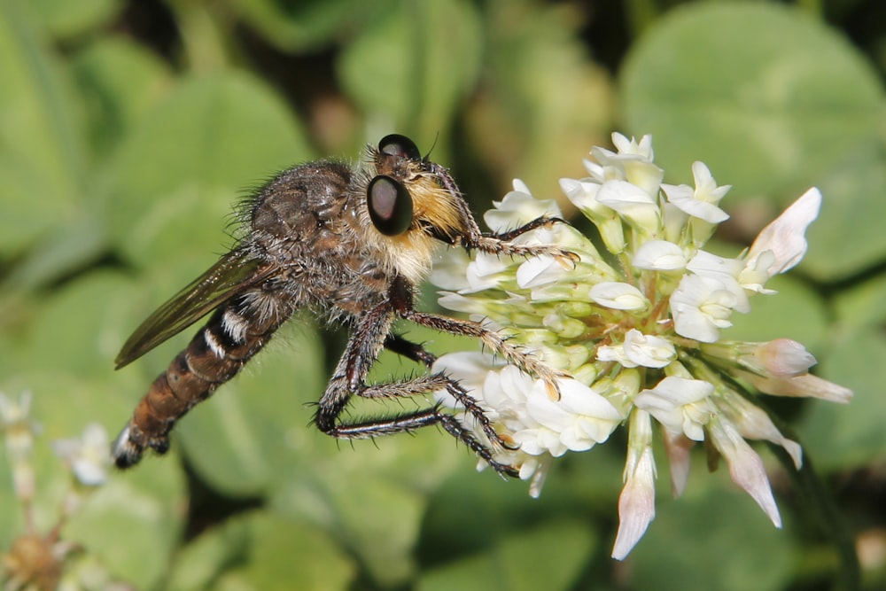 a close up of a fly on a flower