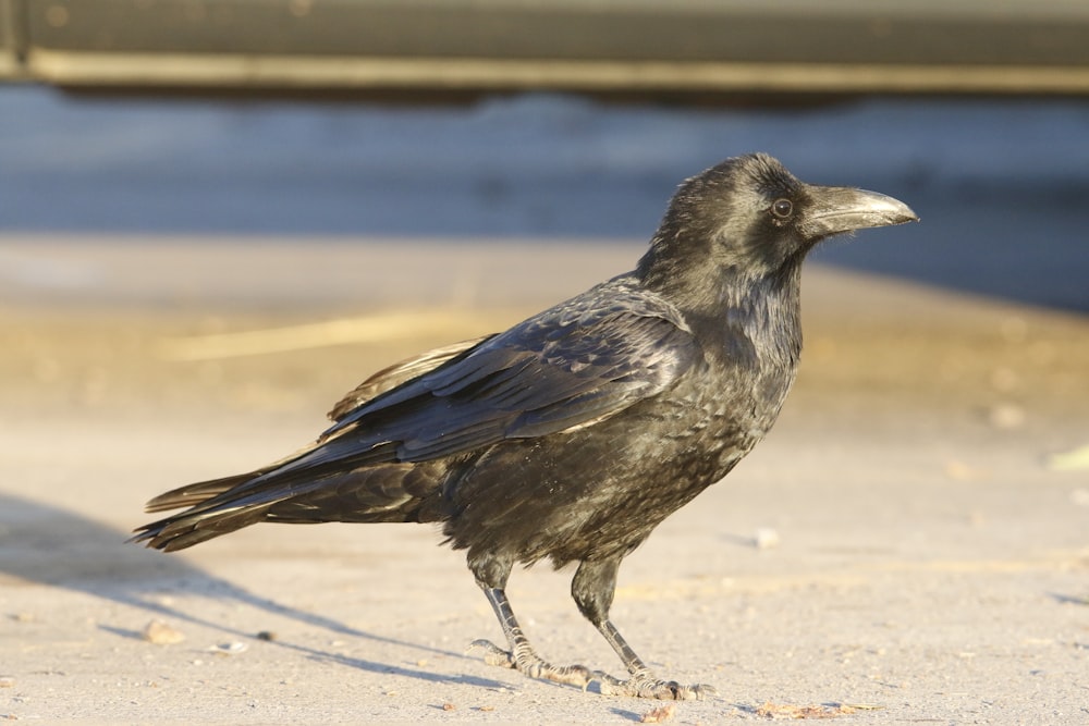 a black bird is standing on the sand