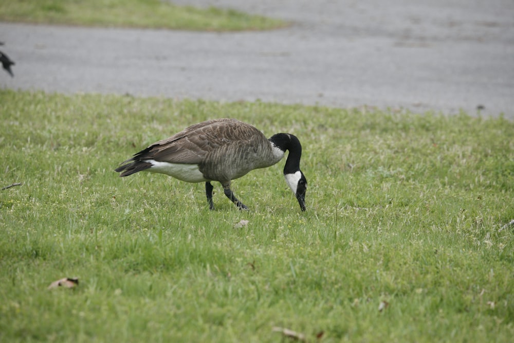 a goose is standing in a grassy field