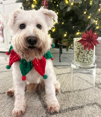 a small white dog wearing a red and green scarf