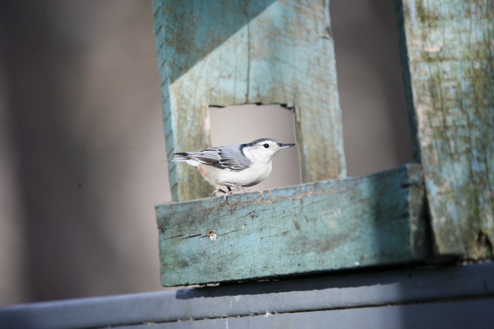 a small bird perched on a wooden ledge