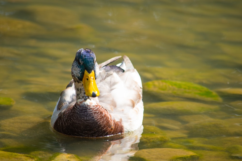 un canard à la tête bleue et au bec jaune nageant dans l’eau