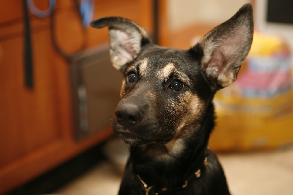 a close up of a dog looking at the camera