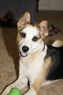 A friendly and alert dog with perky ears, brown and white fur, and a bright expression. The dog is lying on a carpeted floor with a green toy in the foreground, looking directly at the camera.