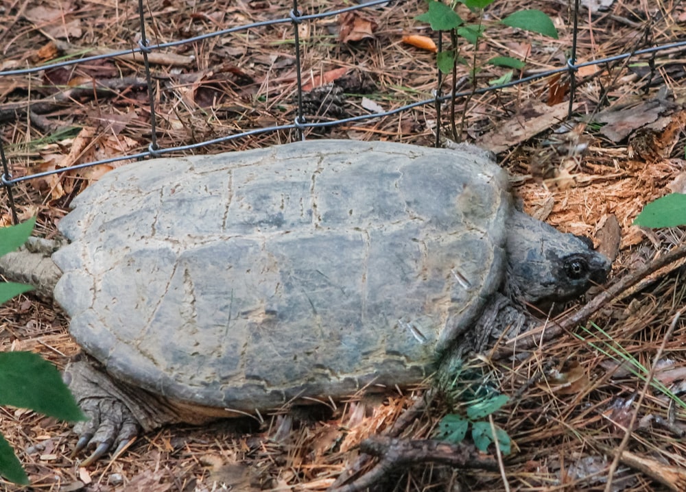 a large turtle laying on the ground next to a wire fence