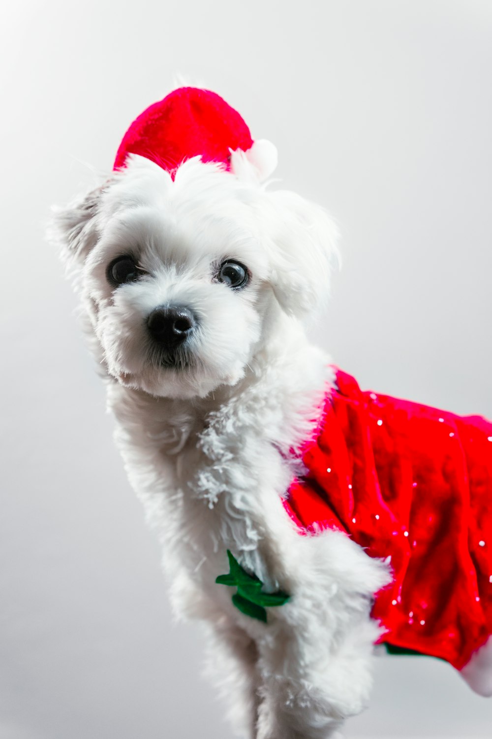 a small white dog wearing a santa hat