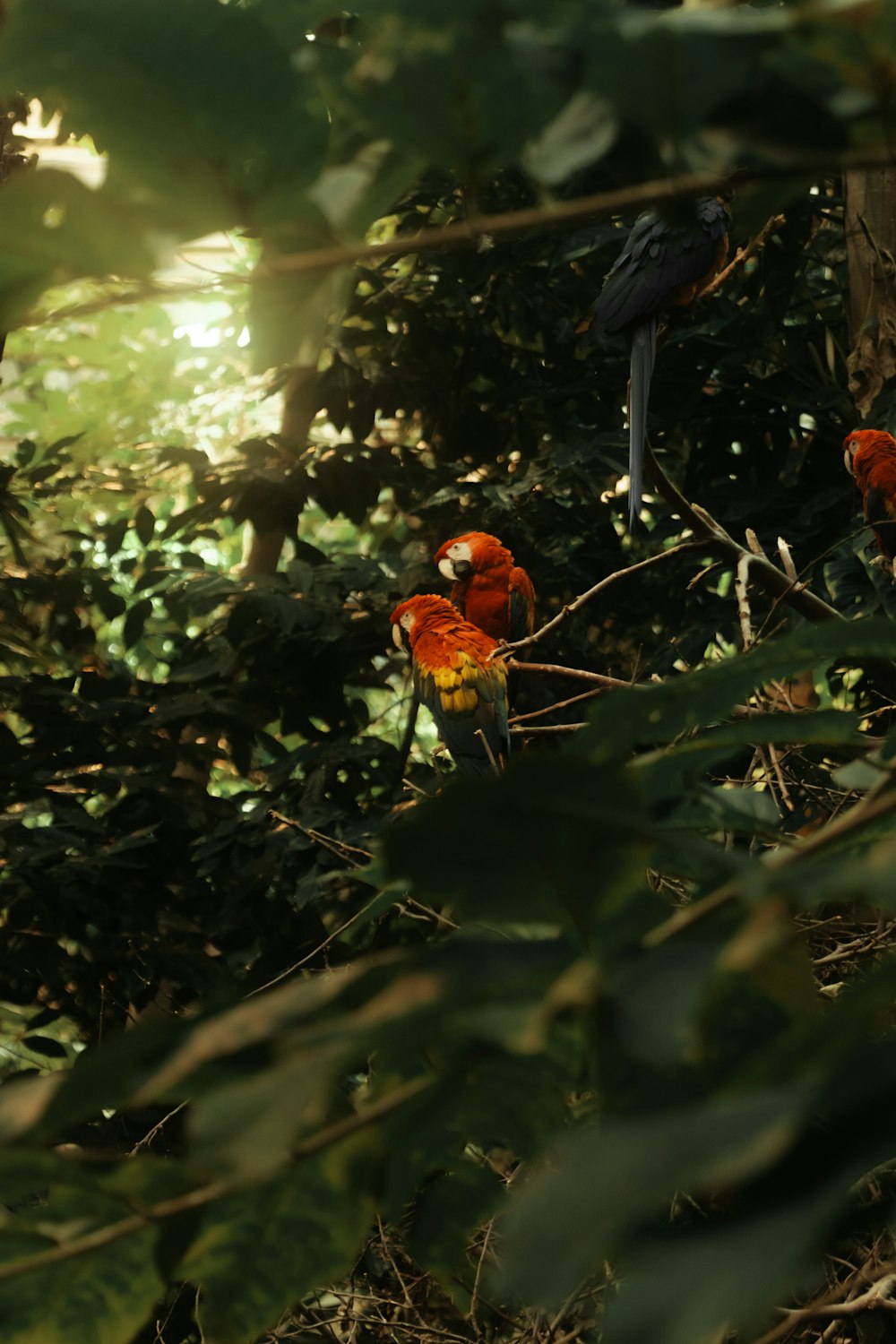 a group of birds sitting on top of a tree branch