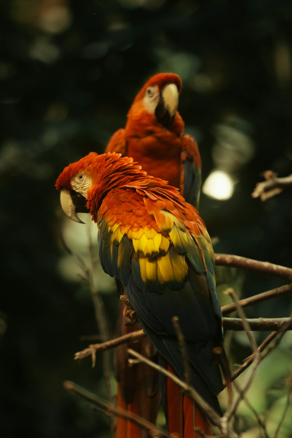 two colorful birds perched on top of a tree branch