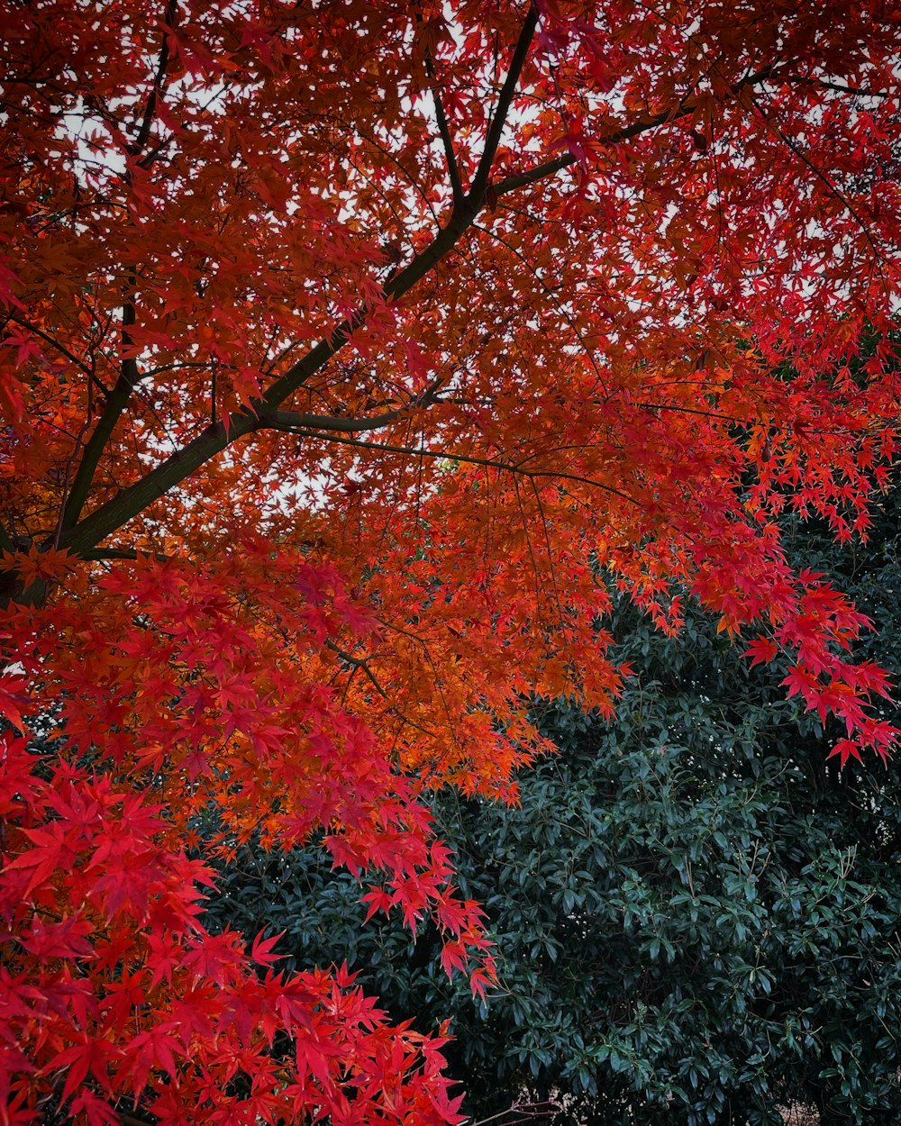 un arbre aux feuilles rouges à l’automne