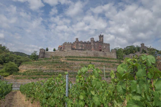 A historic castle sits atop a terraced hillside covered with lush green vineyards. The stone structure features towers and crenellated walls, adding to its medieval appearance. Leafy vines grow in organized rows on the slopes below the castle. The sky is partly cloudy, contributing a sense of depth and expansiveness to the scene.