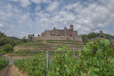 A historic castle sits atop a terraced hillside covered with lush green vineyards. The stone structure features towers and crenellated walls, adding to its medieval appearance. Leafy vines grow in organized rows on the slopes below the castle. The sky is partly cloudy, contributing a sense of depth and expansiveness to the scene.