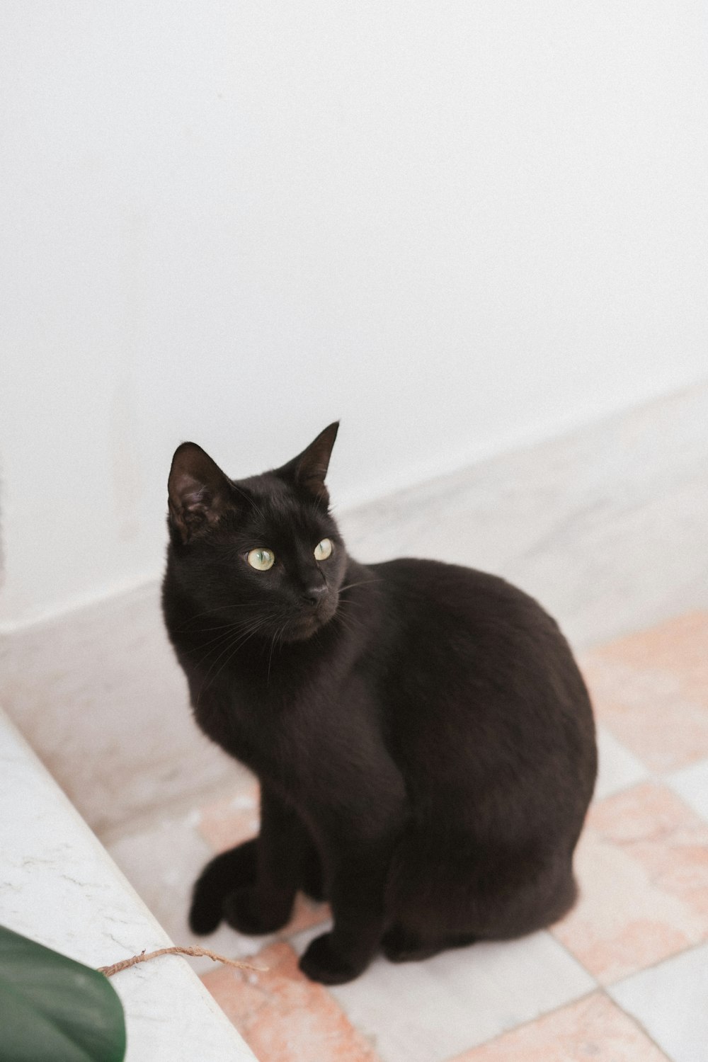 a black cat sitting on a tiled floor
