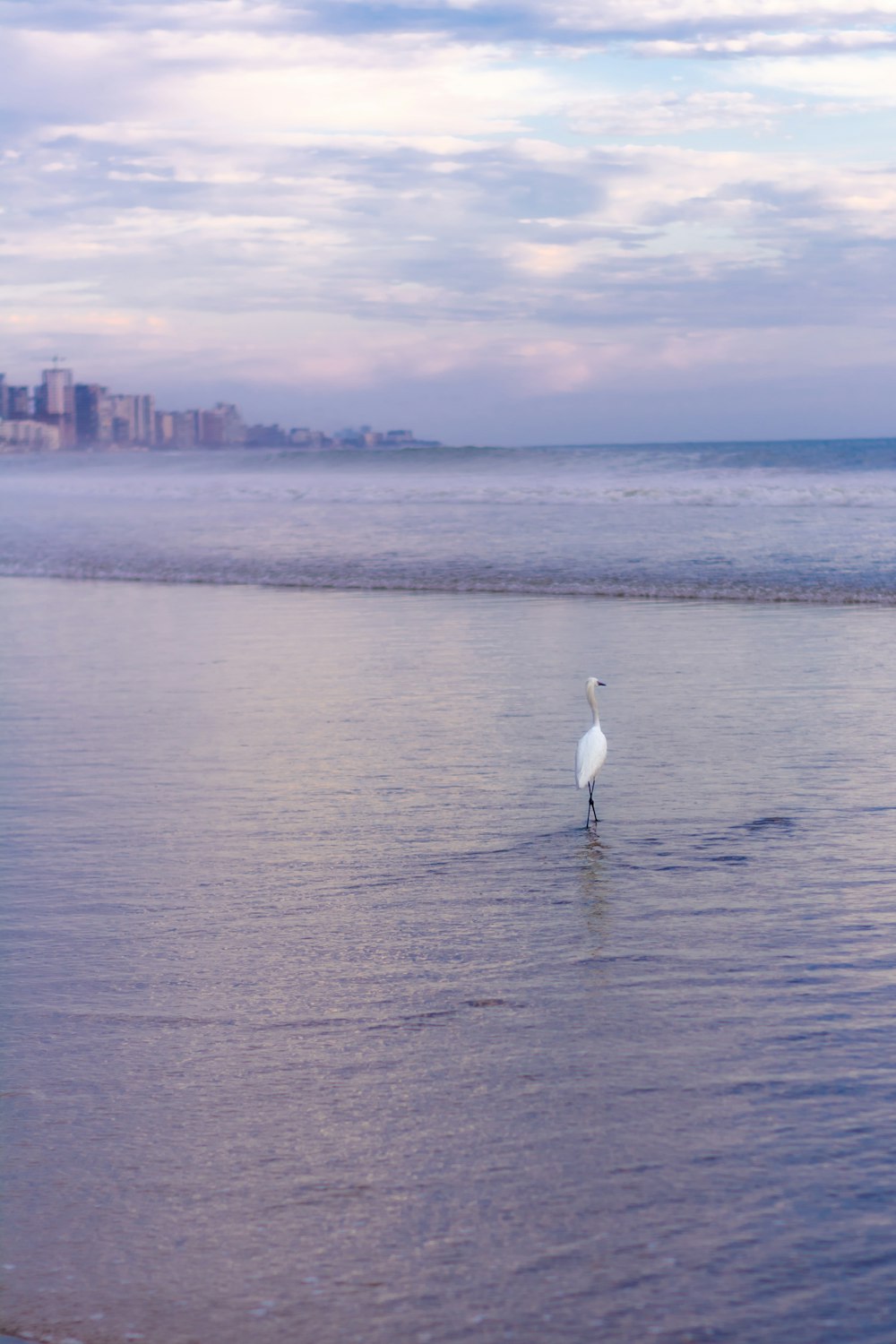 a white bird standing in the middle of a body of water