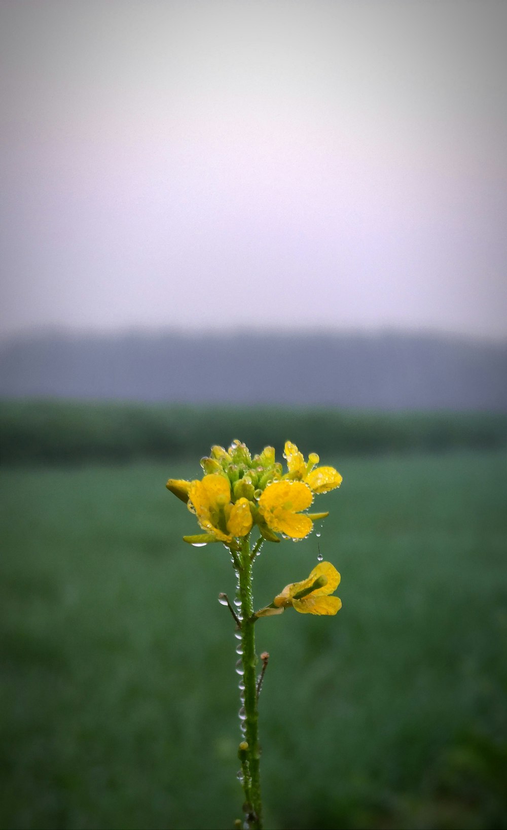 a yellow flower in a green field