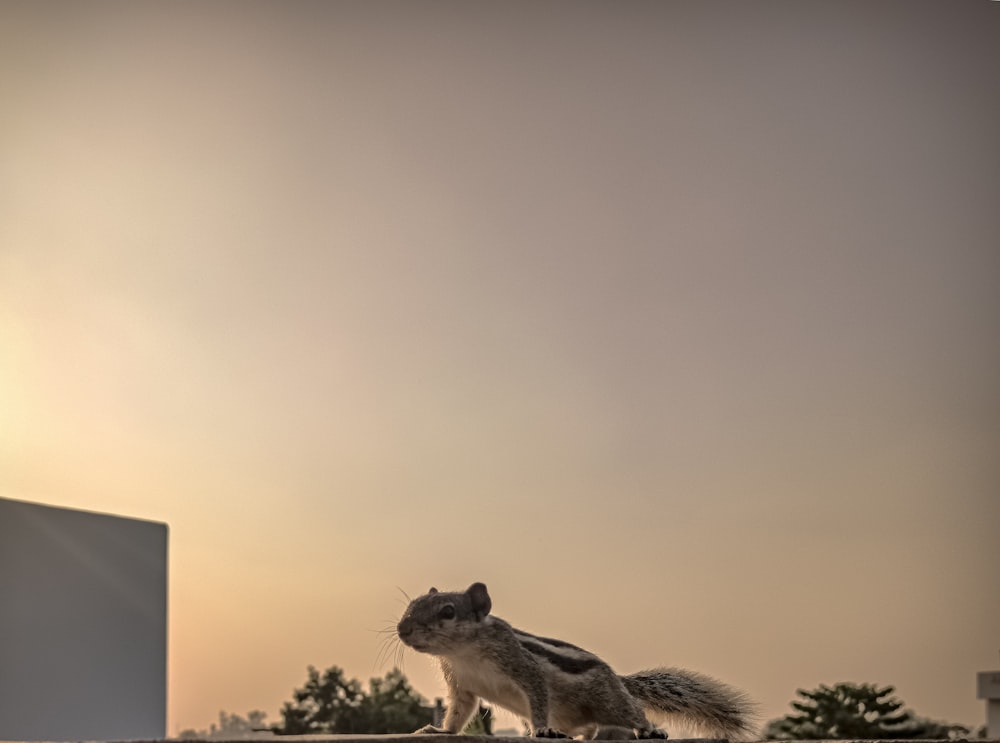 a squirrel sitting on top of a roof