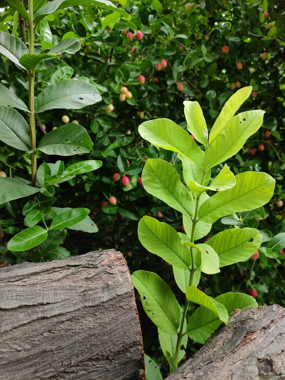 a close up of a leaf on a tree