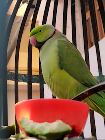 A green parrot with a pink and black ring around its neck is perched inside a metal cage. There is a red bowl at the bottom of the cage, partially filled with food.