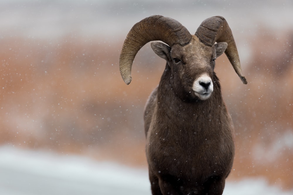 a ram with large horns standing in the snow