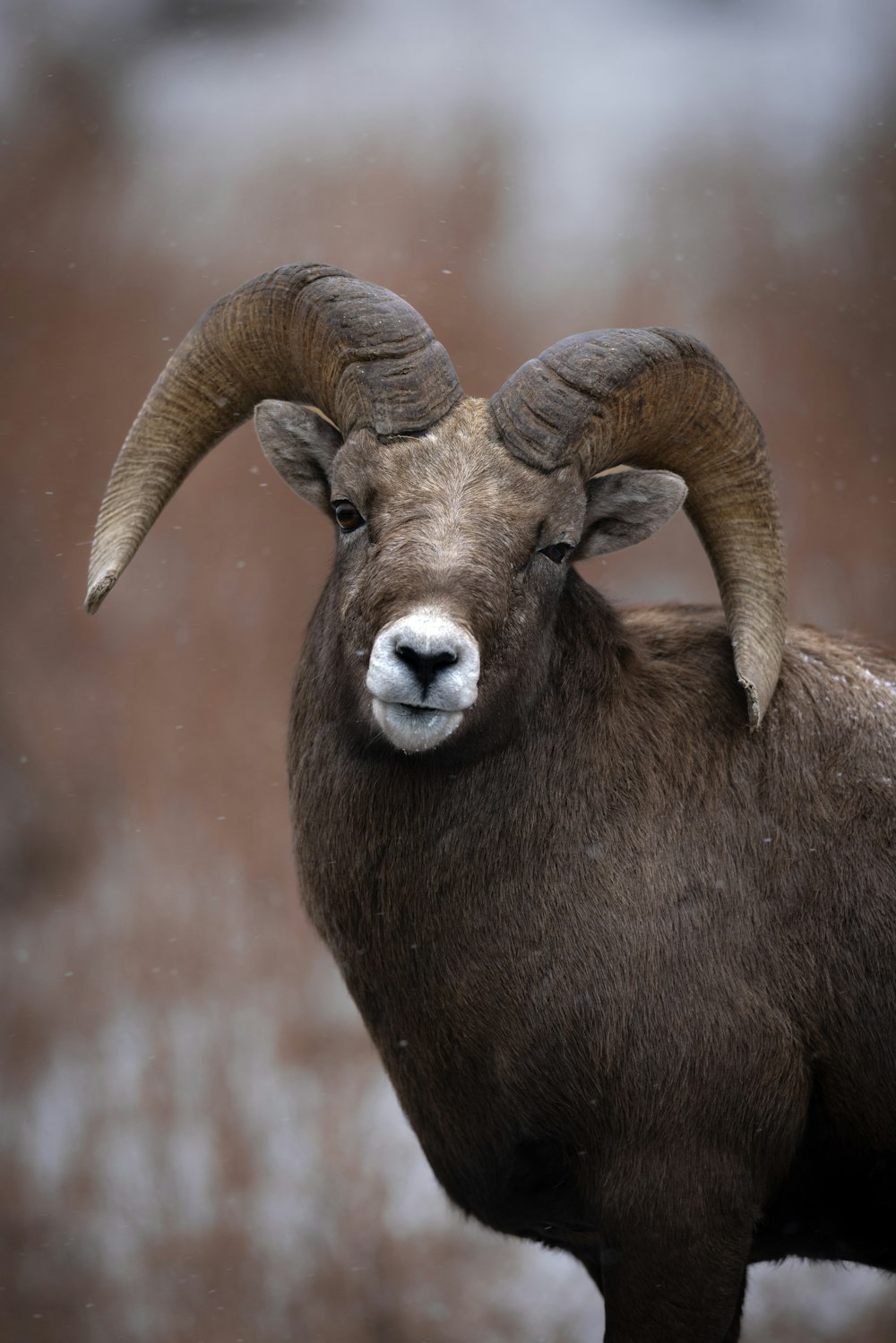 a ram with large horns standing in the snow