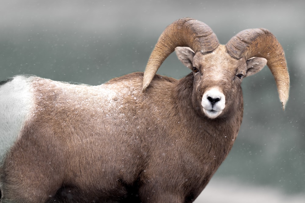 a ram with large horns standing in the snow