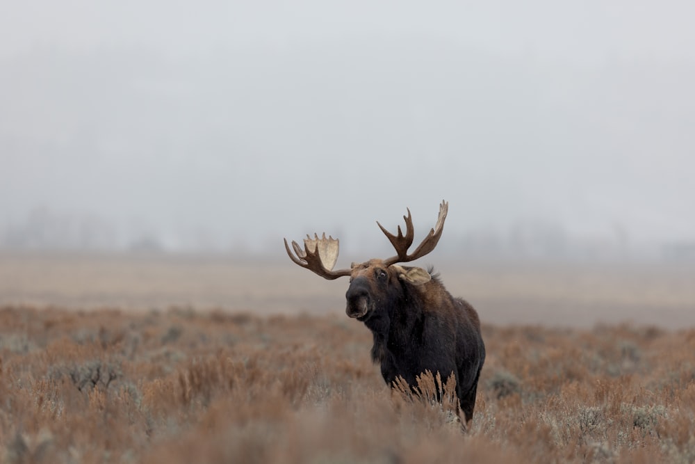 a large moose standing on top of a dry grass field