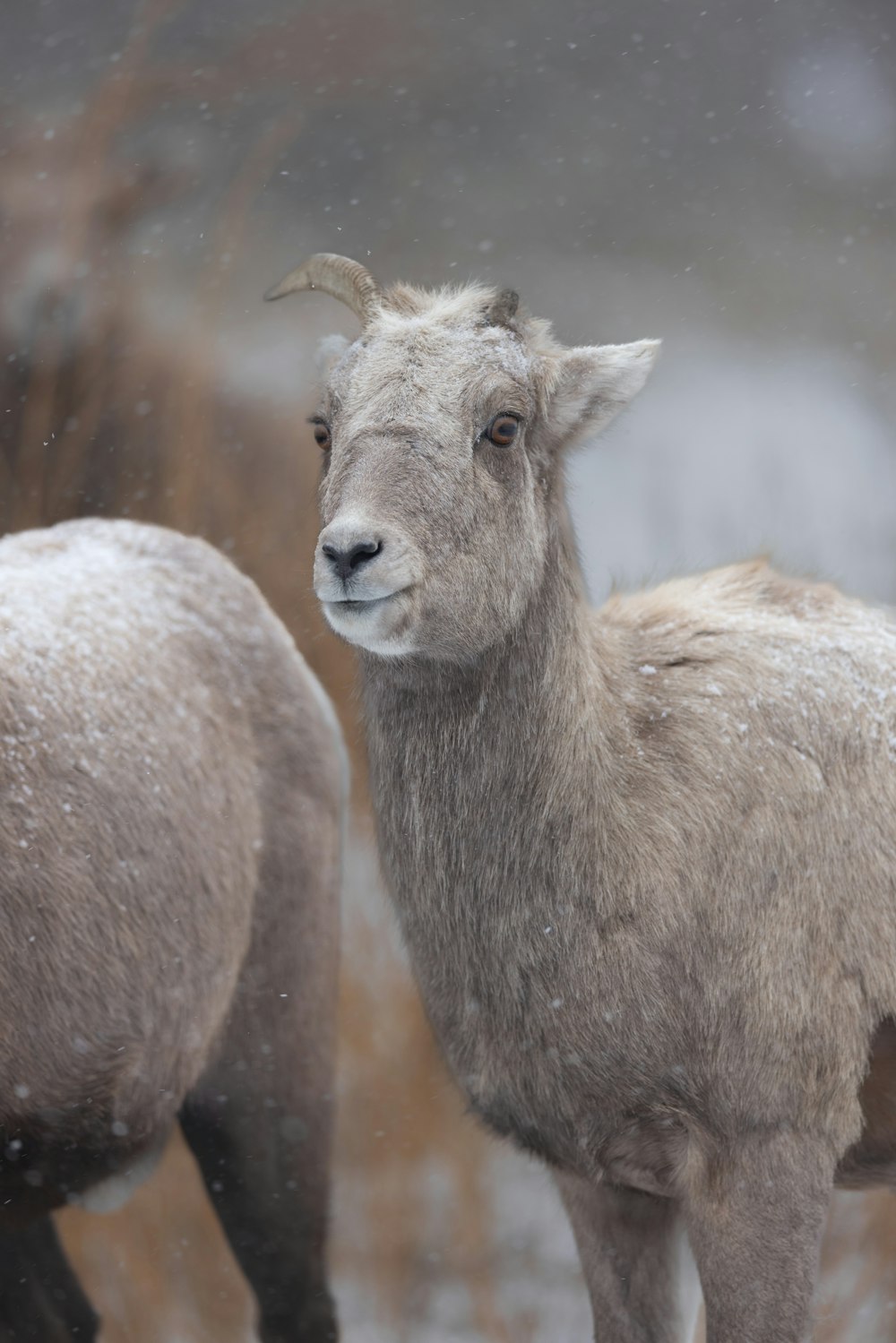 a couple of sheep standing next to each other