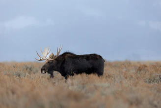 A majestic bull moose standing tall in a misty northern forest at dawn.
