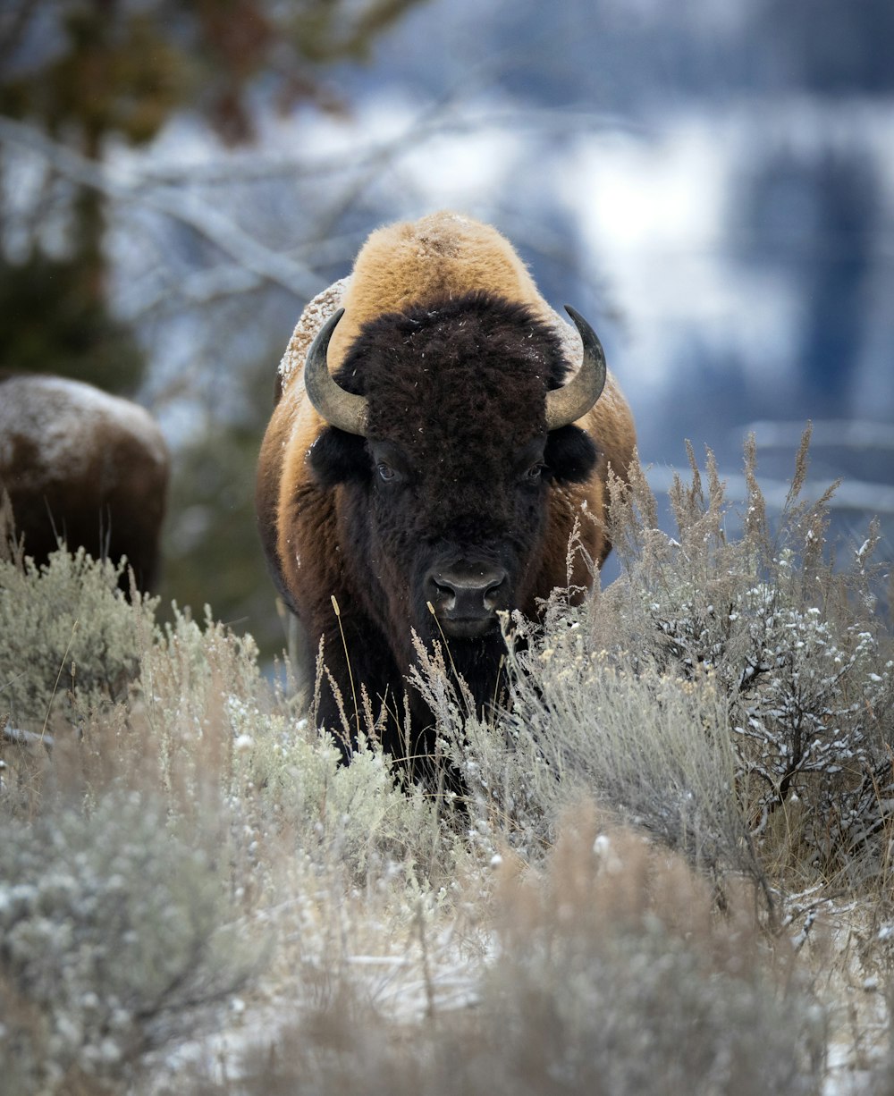 a bison standing in a field of grass