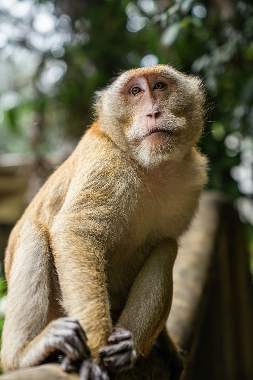 un pequeño mono sentado en la parte superior de la rama de un árbol