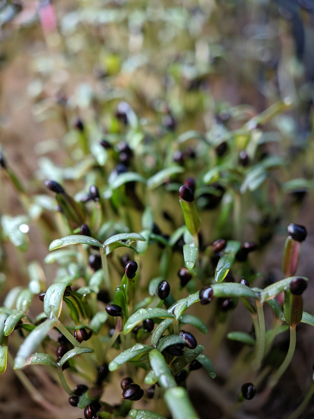 a close up of a plant with lots of leaves